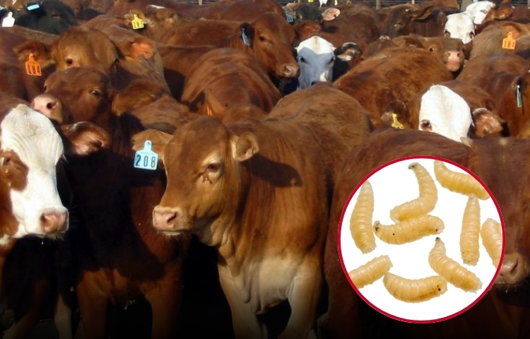 Prevención y control: Nuevo León intensifica la lucha contra el gusano barrenador