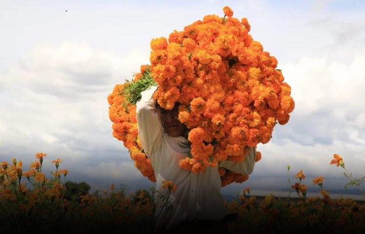 Puebla, líder en producción de cempasúchil, proyecta derrama de 62 MDP para Día de Muertos