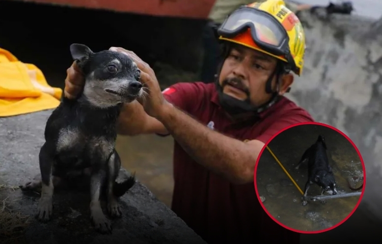 Rescatan a perrito atrapado en canal pluvial en Escobedo