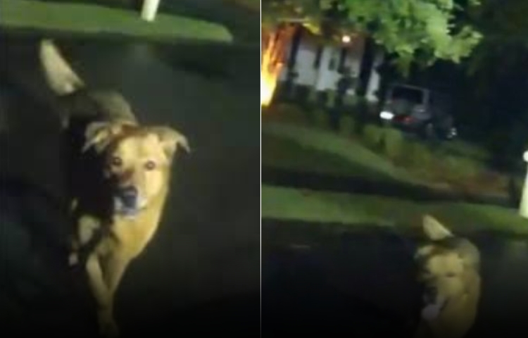 Héroe de cuatro patas: perro ayuda a rescatar a abuelita desaparecida en Florida