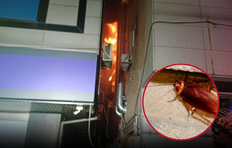 Intento de matar cucaracha termina en tragedia en Osan, Corea del Sur