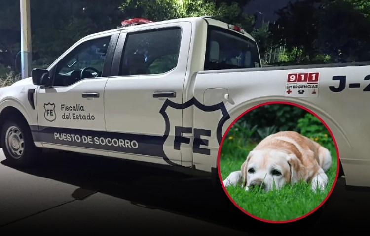 Hombre fallece en Guadalajara; su perrita se quedá a su lado durante días