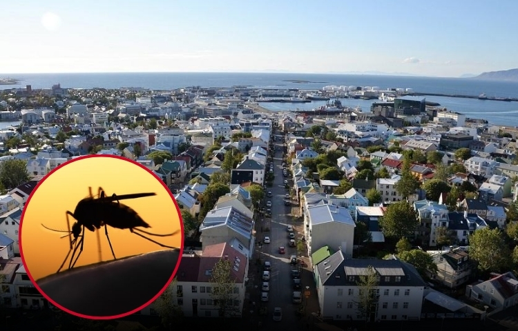 Mosquitos detectados en Islandia por primera vez en la historia