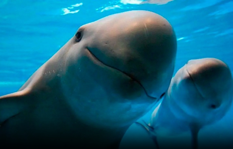 México confirma avistamiento de vaquitas marinas