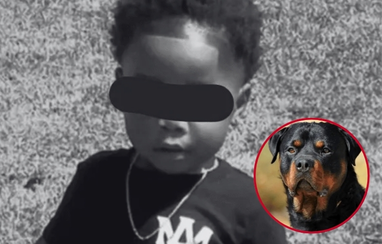 Detienen a dueña de guardería tras muerte de niño por ataque de perros
