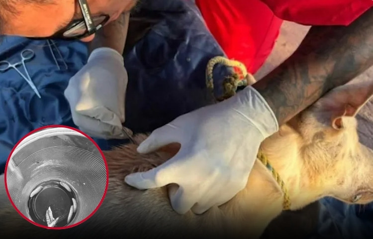 Detectan gusano barrenador en perrito en Las Choapas, Veracruz