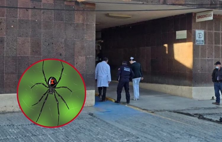Mujer fallece en Montemorelos tras sufrir una reacción fulminante por picadura de viuda negra