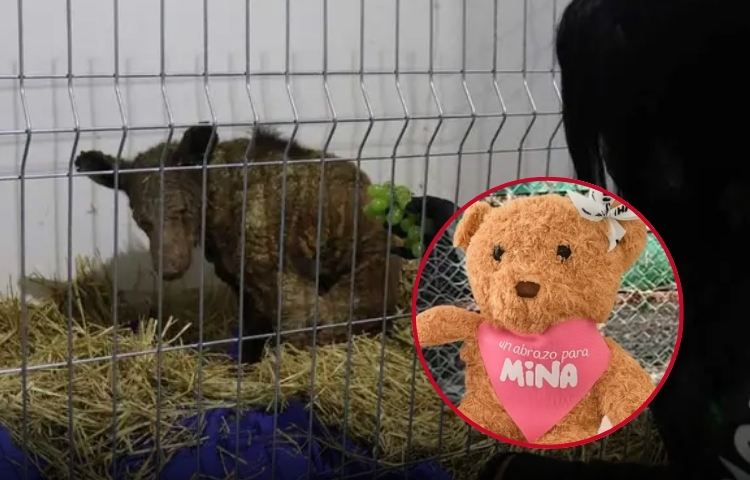Venden peluches para apoyar la recuperación de Mina, la osita de La Pastora