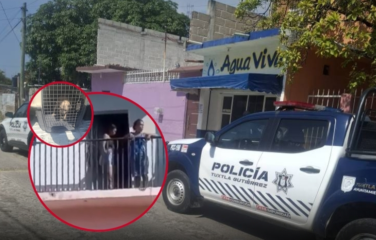 Indignación en Tuxtla: arrojan a un perrito desde un segundo piso durante un desalojo