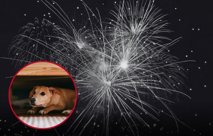 Perro entra en pánico por fuegos artificiales y provoca la muerte de un bebé en Gales