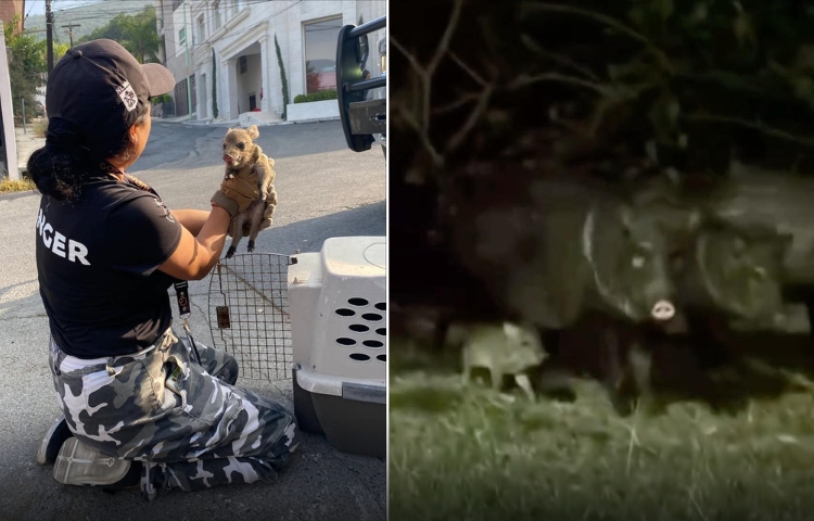 Tierno reencuentro; pecarí bebé rescatado se reúne con su familia en Guadalupe