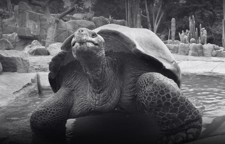 Zoológico de San Diego despide a Gramma, su tortuga de más de un siglo