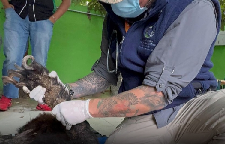 Rescatan a oso negro afectado por desnutrición en Bustamante