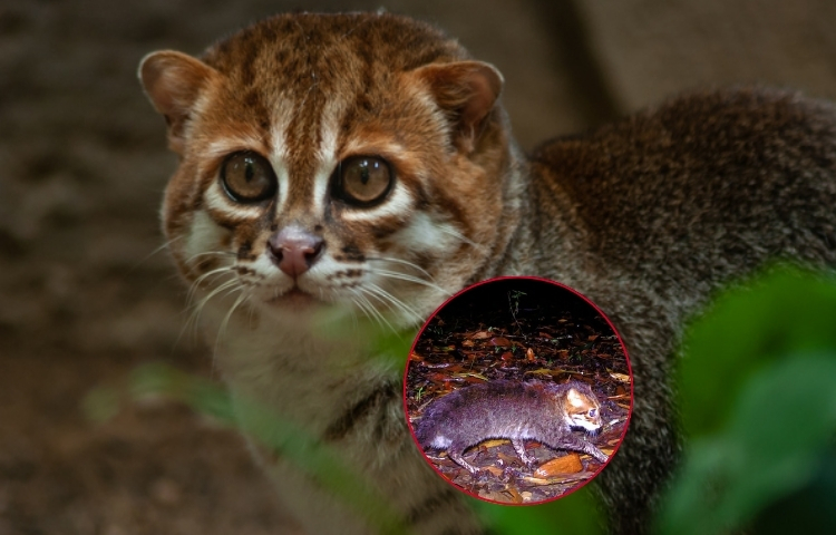 Reaparece en Tailandia el gato de cabeza plana tras casi 30 años