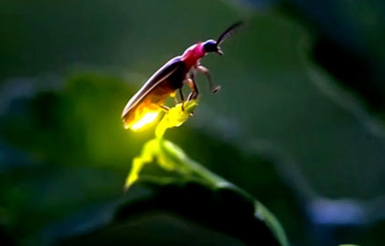 Científicos alertan sobre la desaparición de las luciérnagas en el mundo