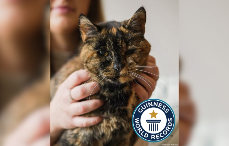 Flossie rompe récords: la gata más vieja del mundo cumple 30 años