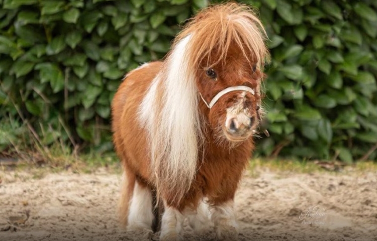 Pumuckel, el caballo más pequeño del mundo, conquista Alemania