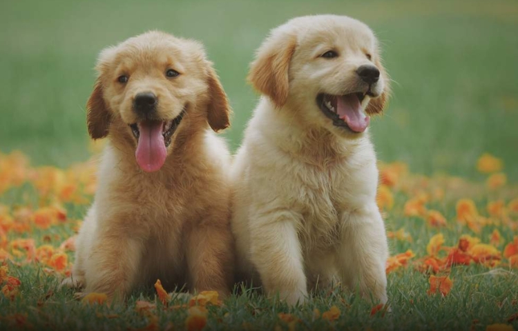 Científicos desarrollan pastilla para prolongar los años de las mascotas