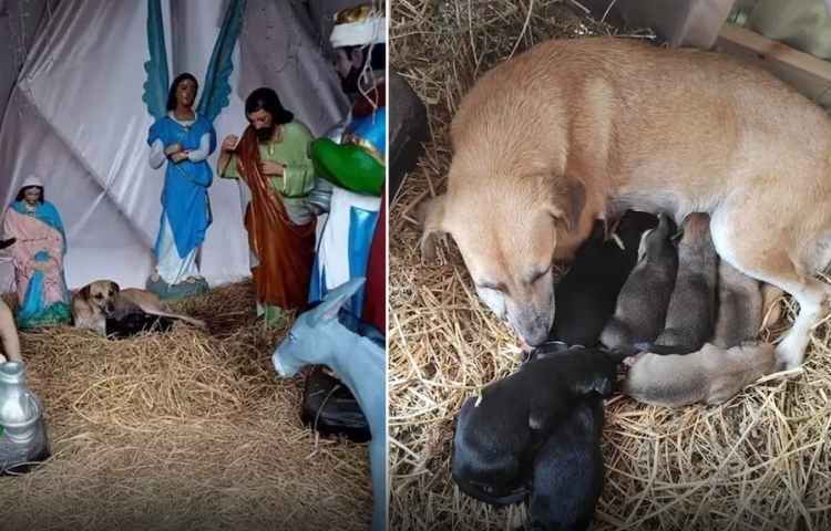 Solidaridad navideña en Palenque; la historia de la perrita del pesebre que conmovió a todos