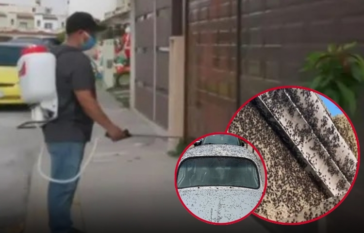 Reportan presencia inusual de moscas en Hidalgo