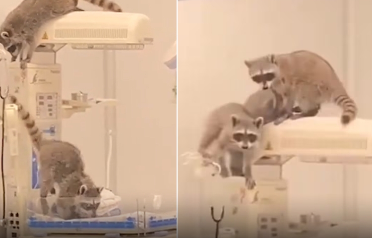 Captan a mapaches paseando dentro de quirófano en hospital de Acapulco