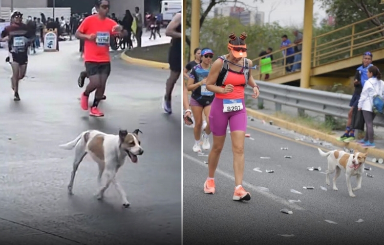 Perrita se roba corazones al completar el Maratón Powerade en Monterrey