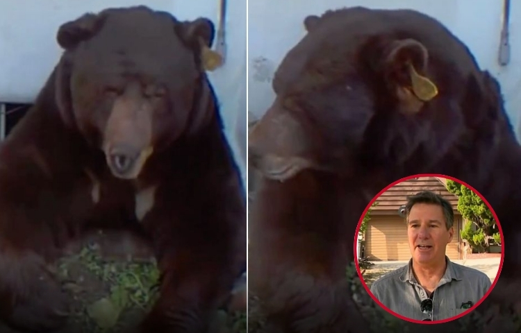 Hombre descubre a un oso viviendo bajo su hogar en Estados Unidos