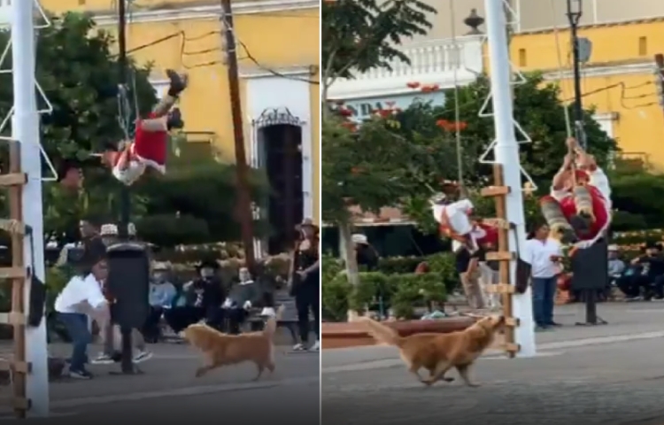 Perrito irrumpe en danza de los Voladores de Papantla y se vuelve viral