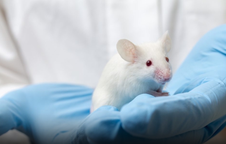 Esperanza contra el cáncer de páncreas: científicos logran curación total en ratones