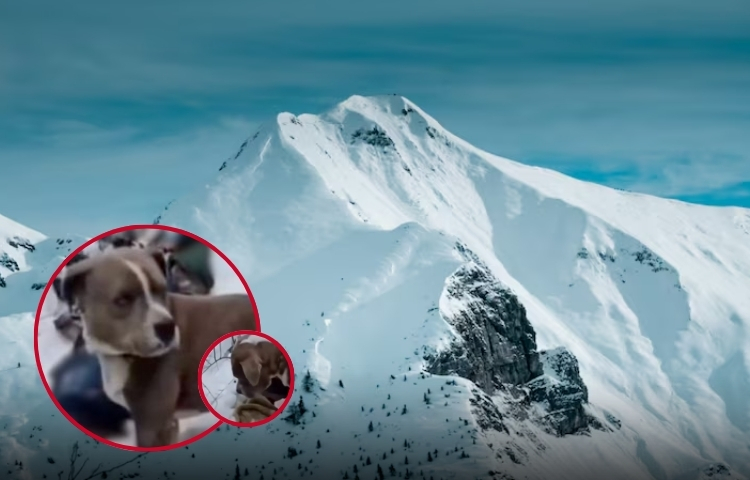 Perro custodia durante cuatro días a sus dueños fallecidos en una zona nevada de la India