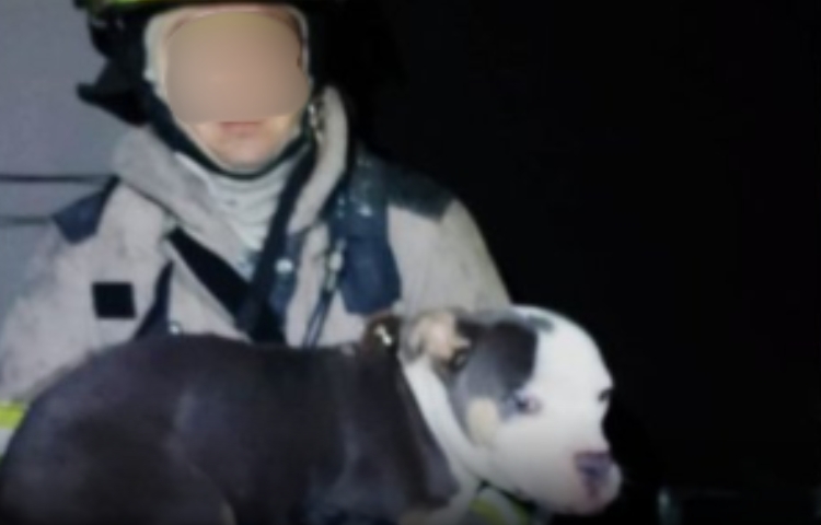 Perrito es rescatado tras incendio en vivienda de Ciénega de Flores