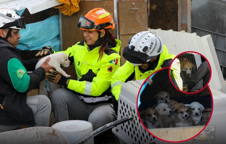 Protección Civil rescata a siete cachorros y a su madre en Apodaca