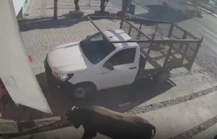 Toro embiste a peatones y deja 6 lesionados en Querétaro