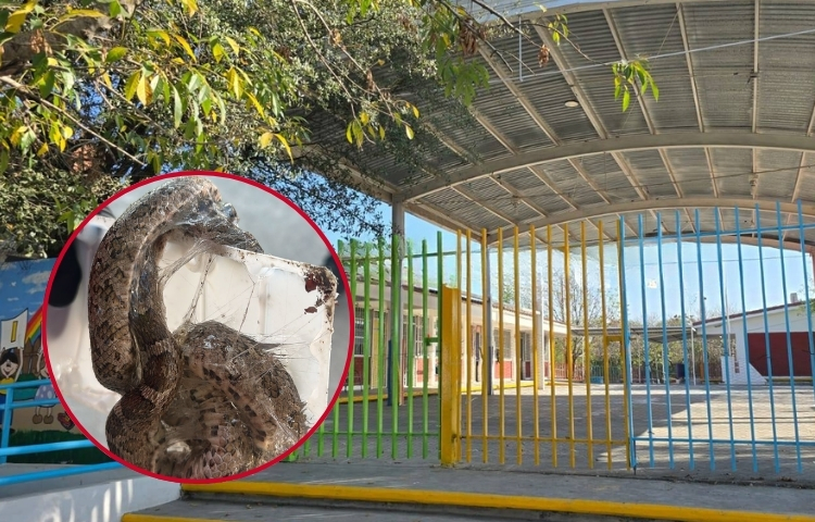 Víbora provoca suspensión de clases en kínder de Montemorelos