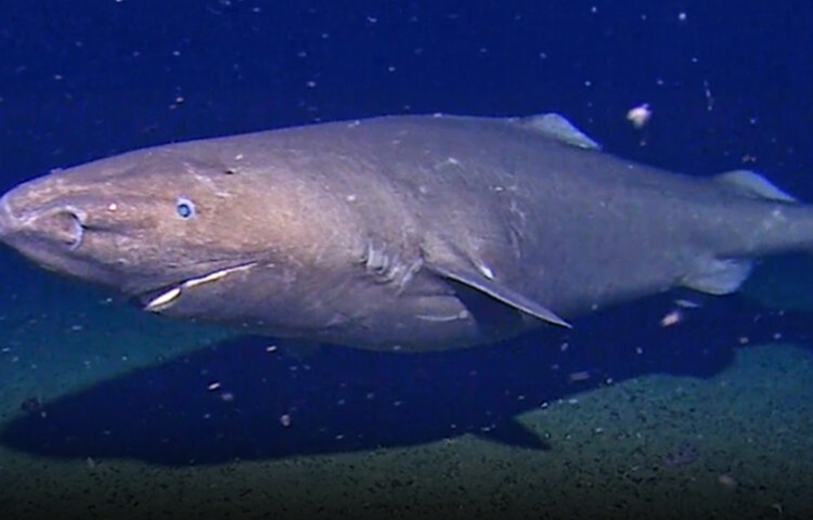 Captan tiburón gigante en aguas heladas de la Antártida